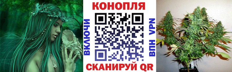 Канабис планчик  как найти закладки  Назрань 
